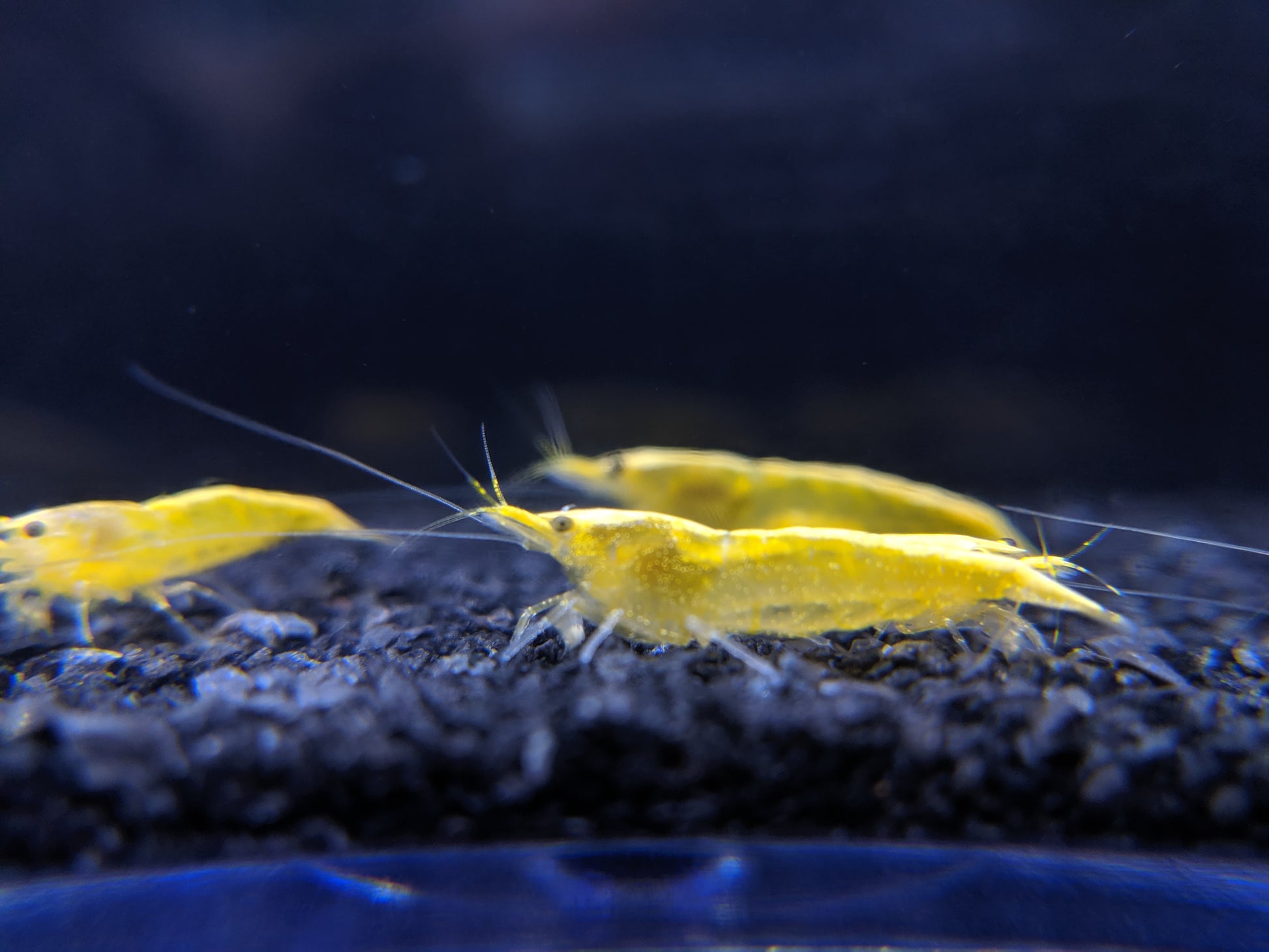 Yellow Golden Back / Neon Yellow Shrimp - shrimpy-business