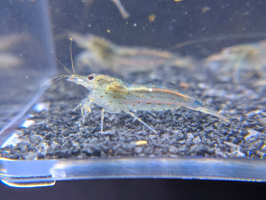 Beautiful amano shrimp.