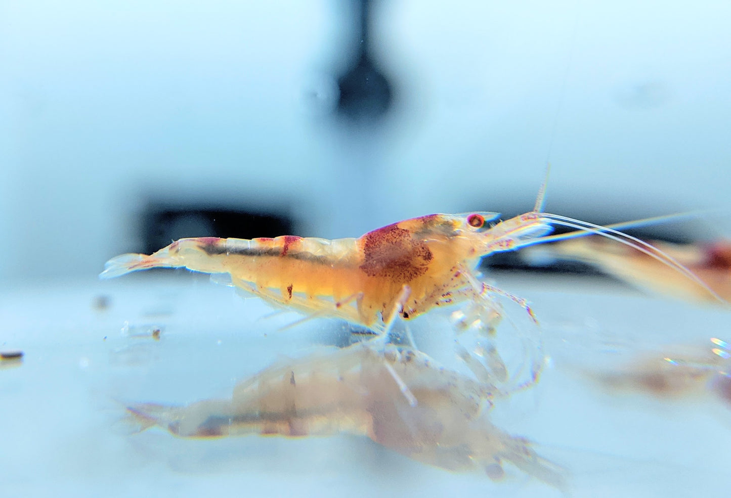 Orange Eye Red Ghost Shrimp (Ghost Crystal Red Shrimp) - shrimpy-business