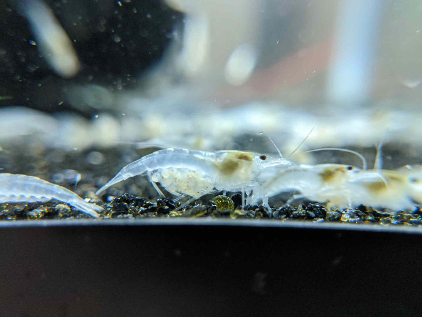 Snowball shrimp sale.