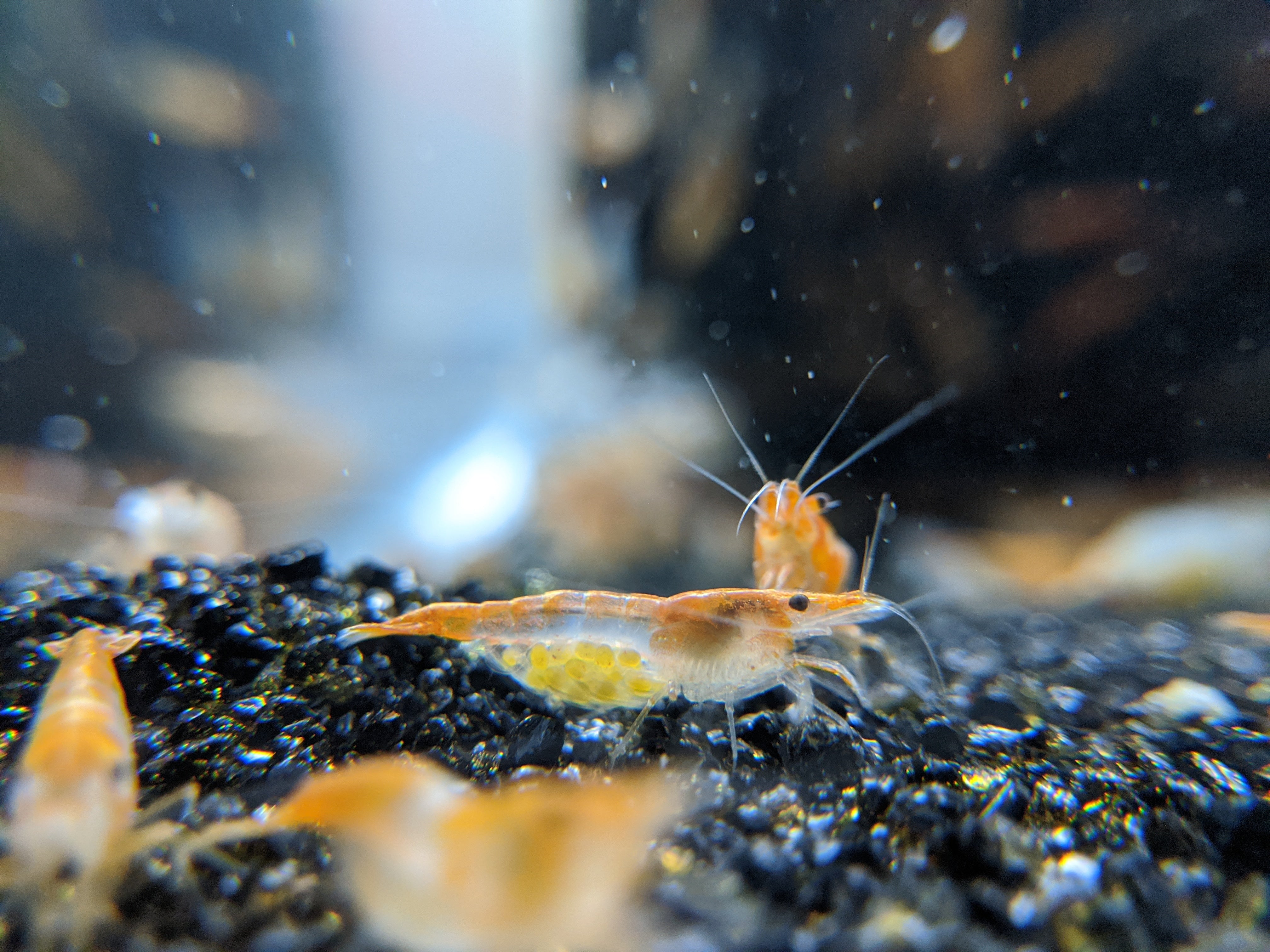 Orange RIli Shrimp | Neocaridina Shrimp | Shrimpy Business