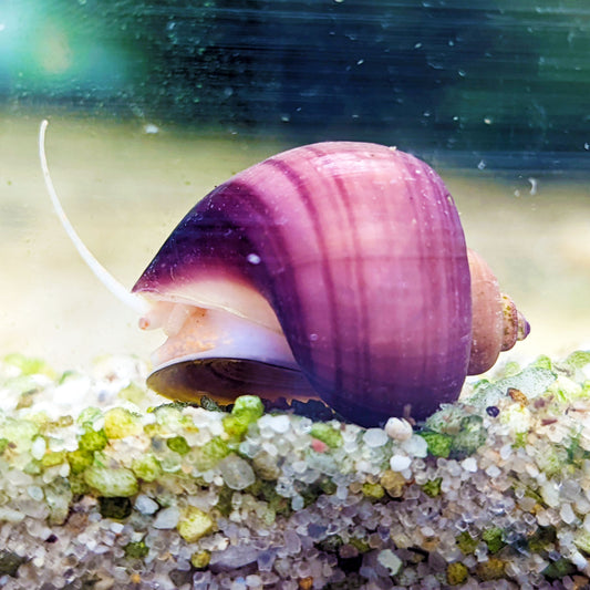 Magenta Mystery Snail