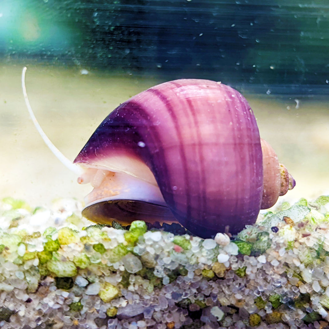 Freshwater Snails Snails For Sale Shrimpy Business