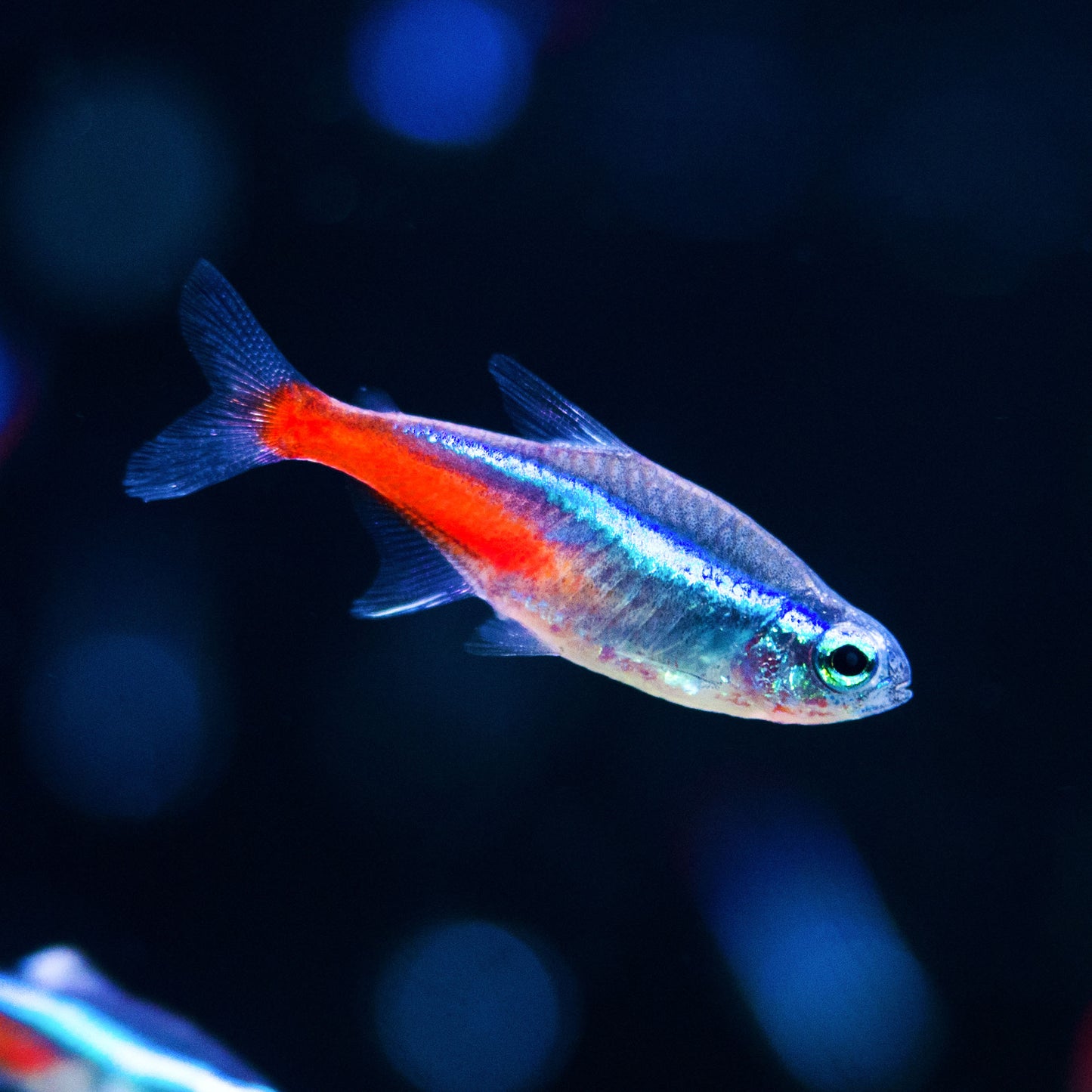 Neon Tetra (Tank-Bred)