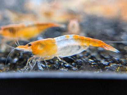 Orange Rili Shrimp - Shrimpy Business