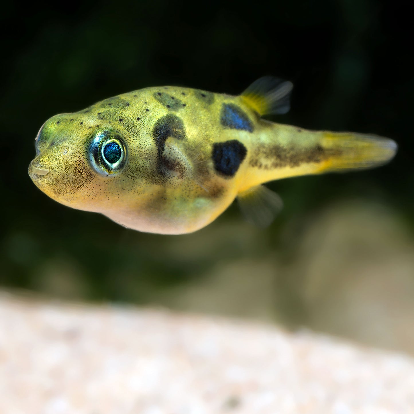 Pea Puffer (Tank-Bred)