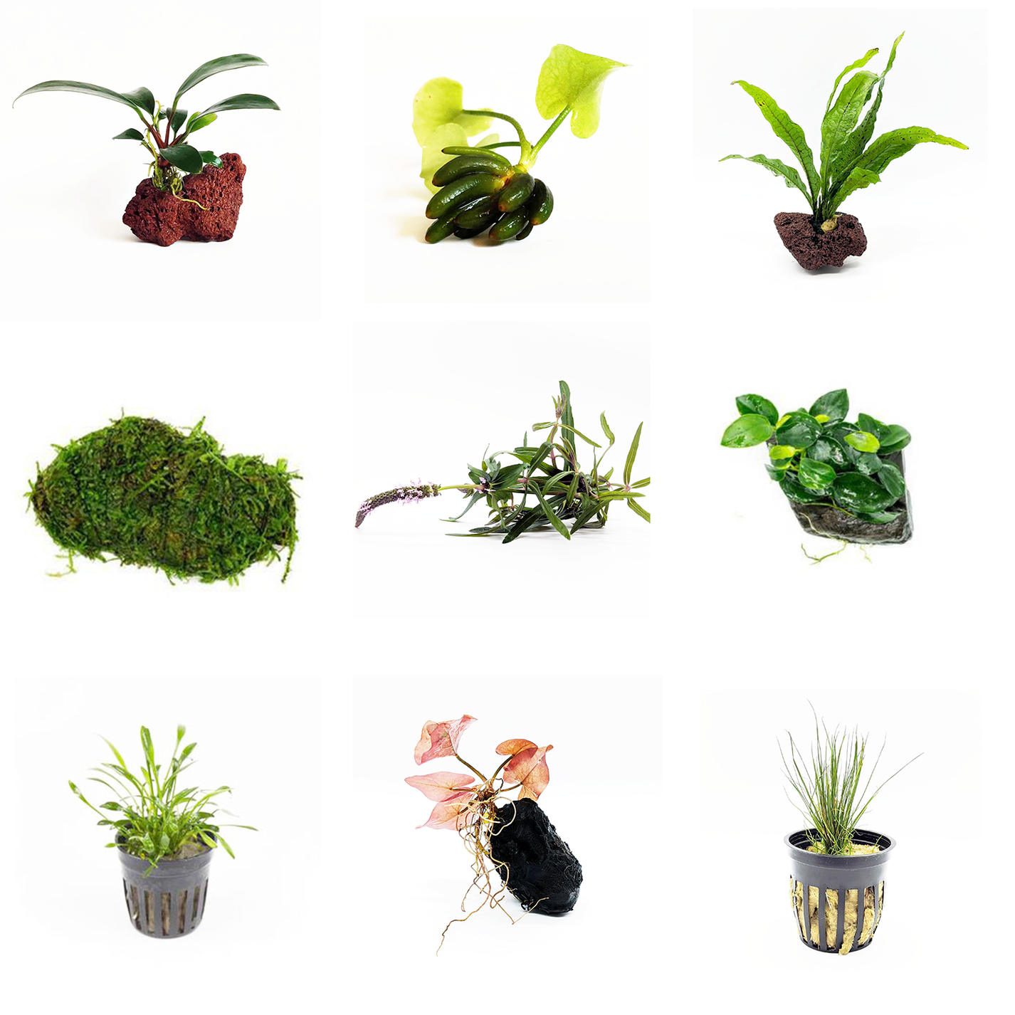 Aquarium Plant Variety Packs
