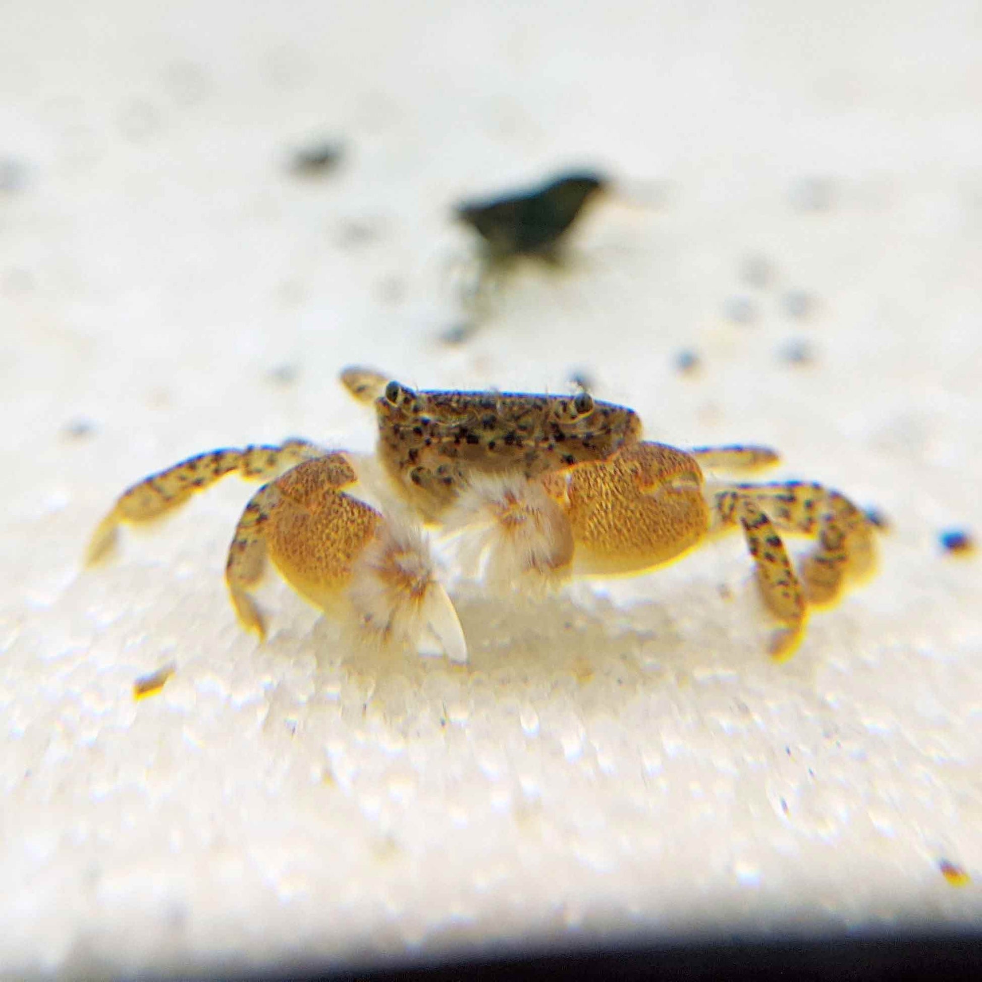Adorable freshwater pom pom crab.