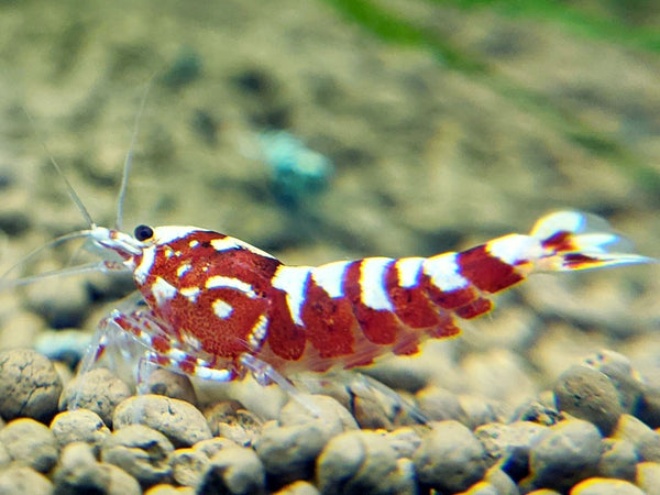Red Galaxy Pinto Shrimp | Caridina Shrimp | Shrimpy Business