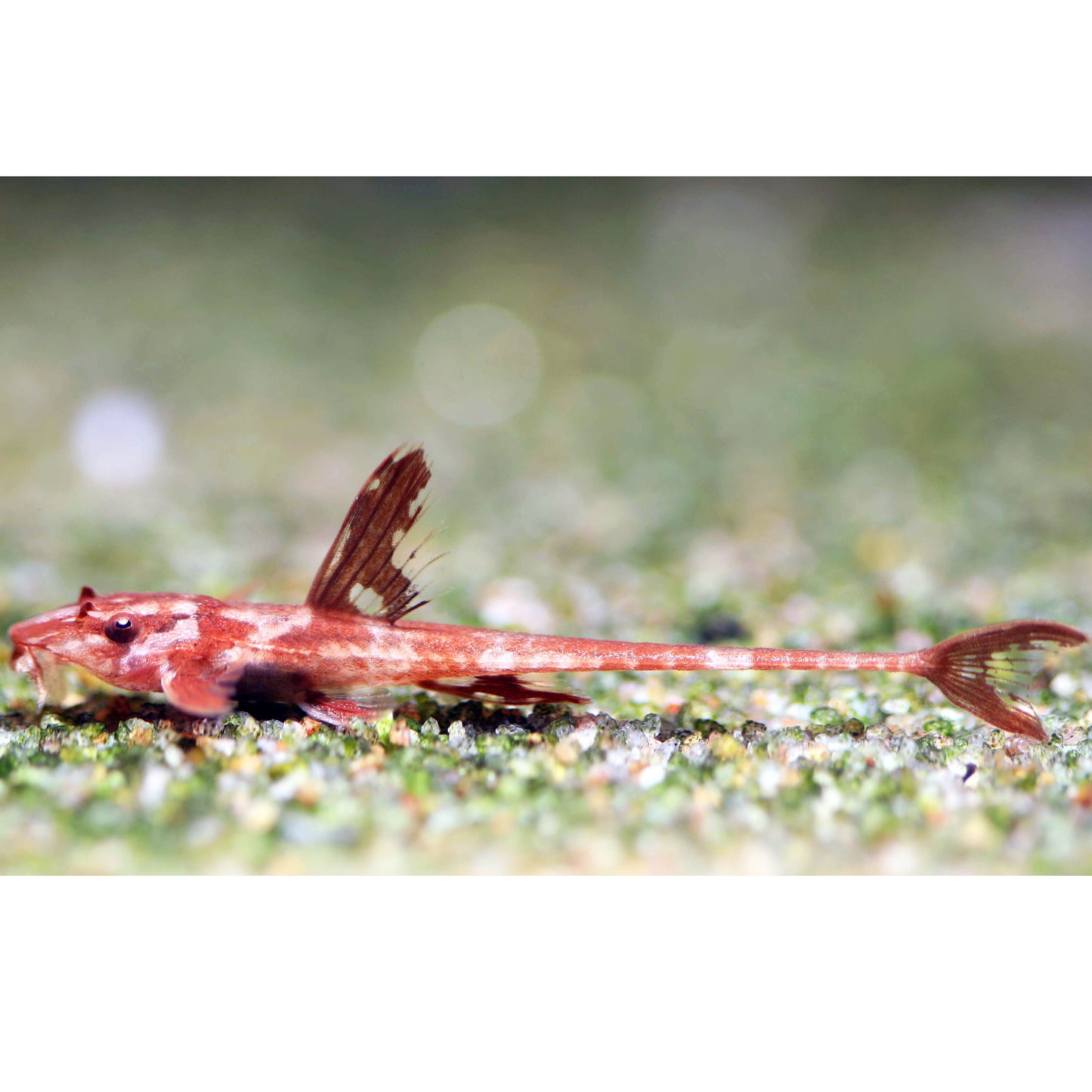 Red Lizard Whiptail Catfish (Tank-Bred)