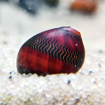 Red racer nerite snail for sale.