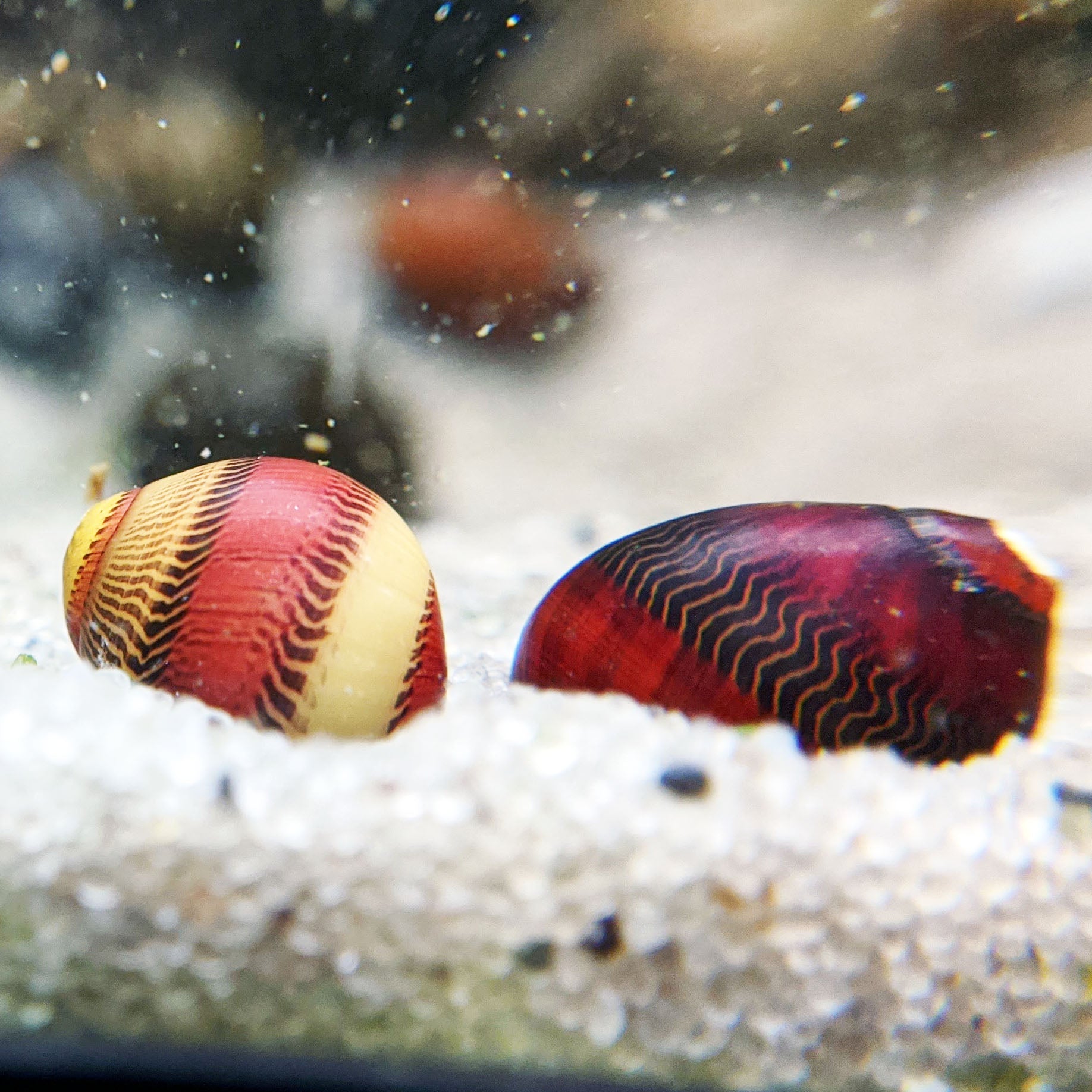 Red racer nerite snails.