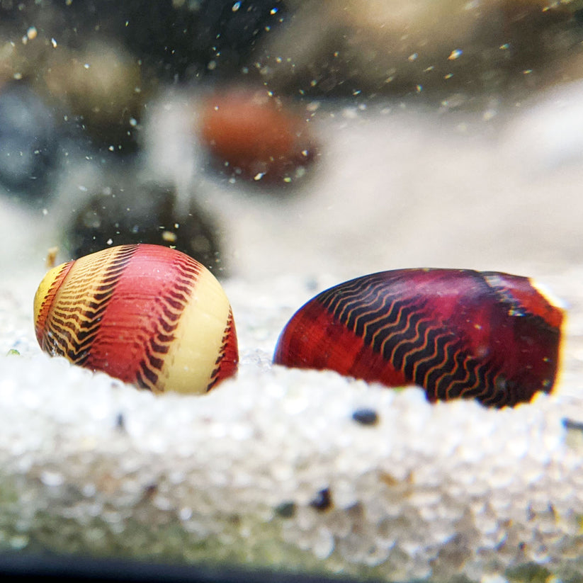 Red Racer Boat Fish Red Racer Nerite Snails | Race to a More Vibrant Aquarium