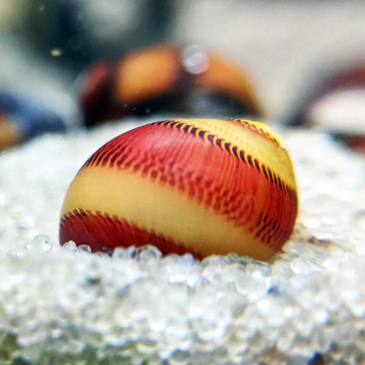 Colorful red racer nerite snail.