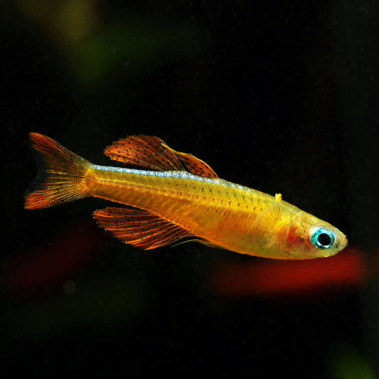 Blue Eye Red Neon Rainbowfish (Tank-Bred)