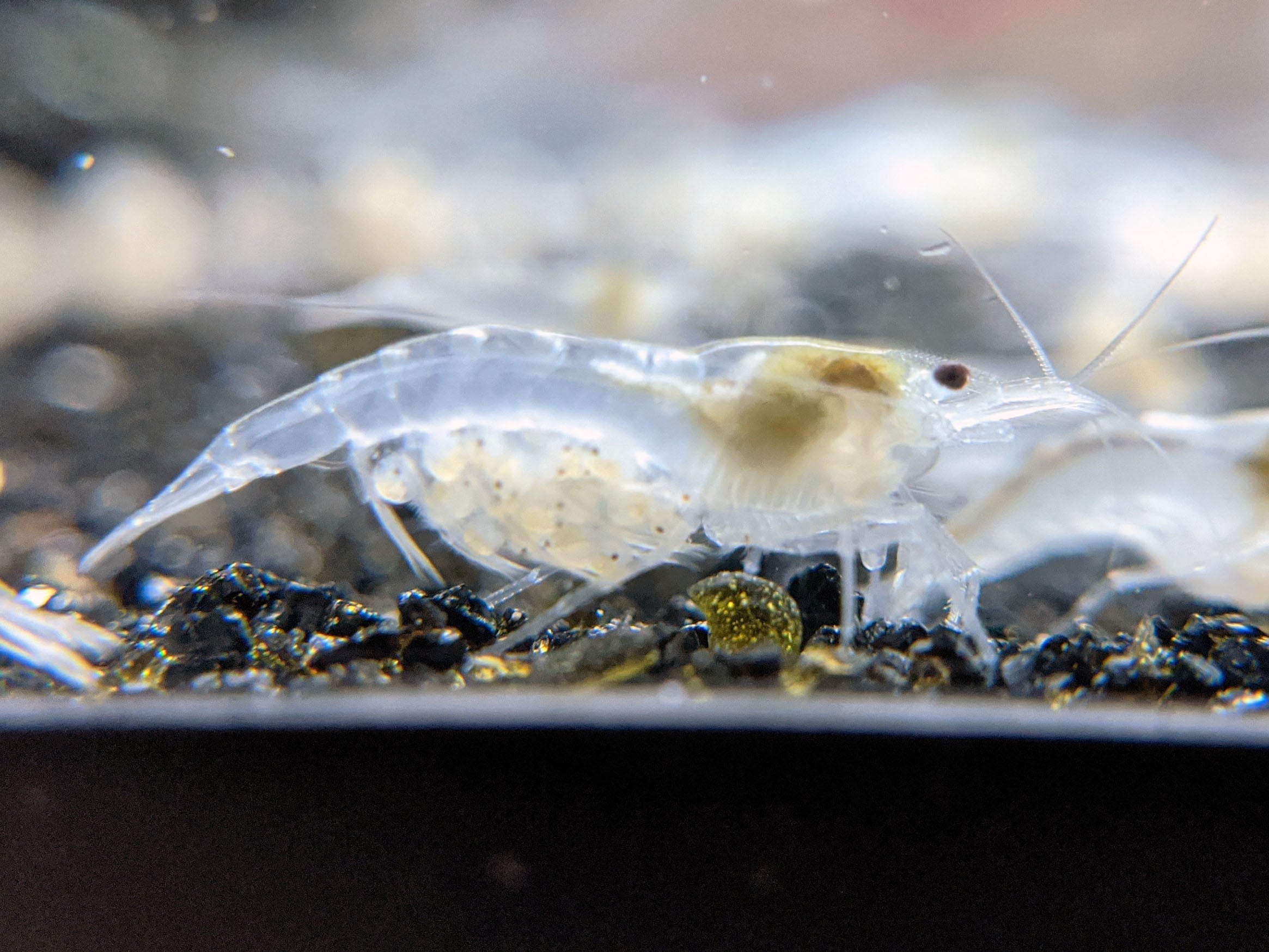 Neocaridina Skittle Pack