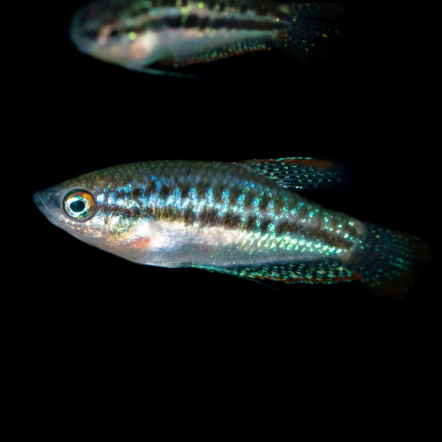 Sparkling Gourami