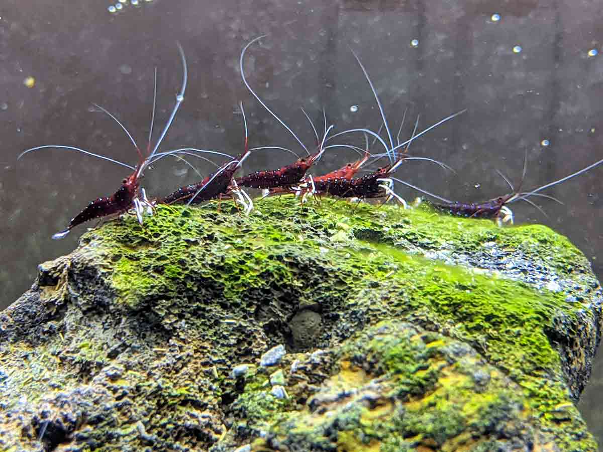 Sulawesi Shrimp for Sale  Shrimpy Business