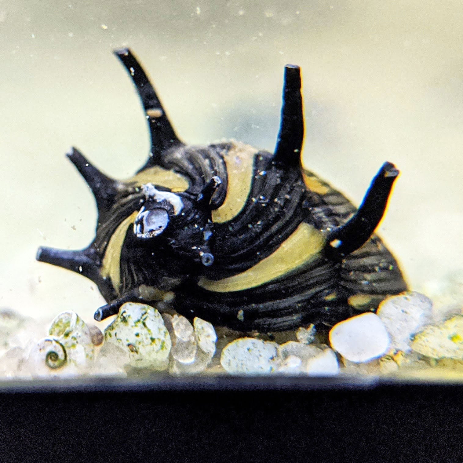 Live freshwater best sale snails for sale