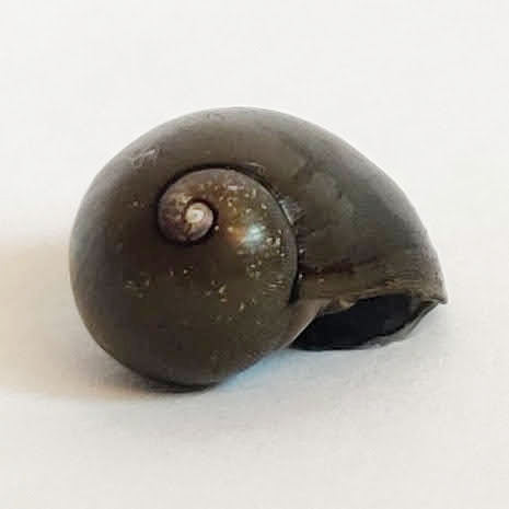 Olive Nerite Snails