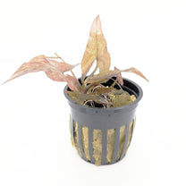 Tiger Lotus (Plant with Bulb)