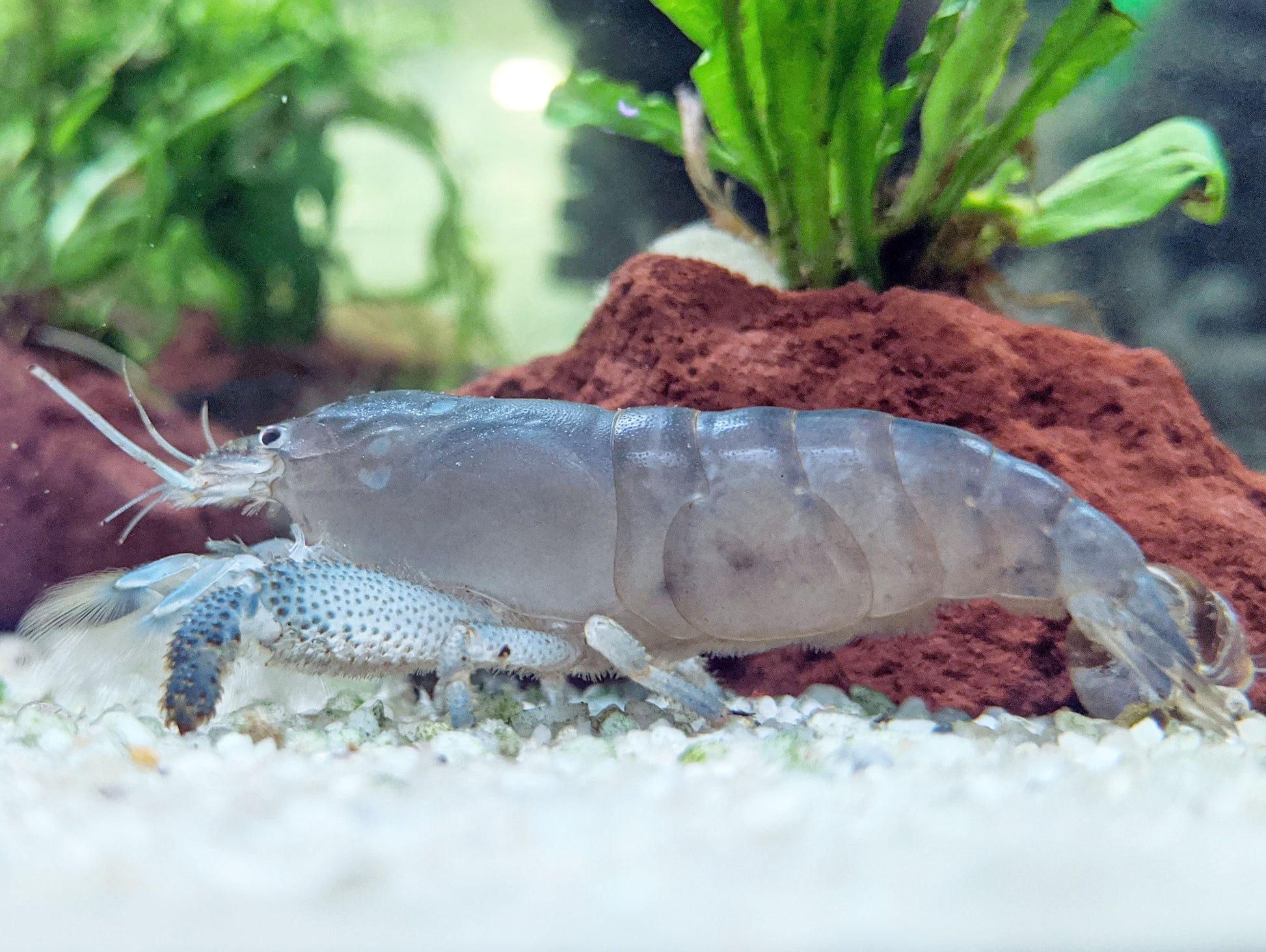 Vampire Shrimp Atya Gabonensis Shrimpy Business