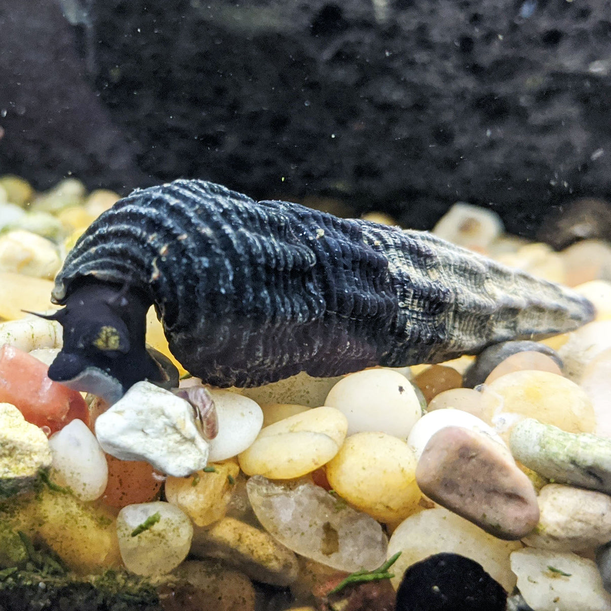 White Spotted Rabbit Snail | Freshwater Snail | Shrimpy Business