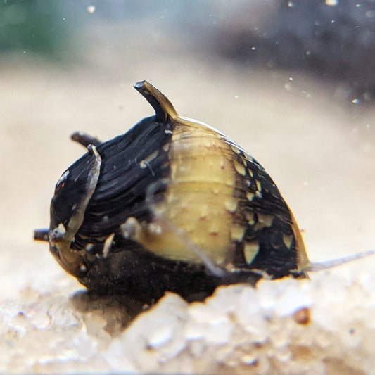 Zebra Horned Nerite Snail