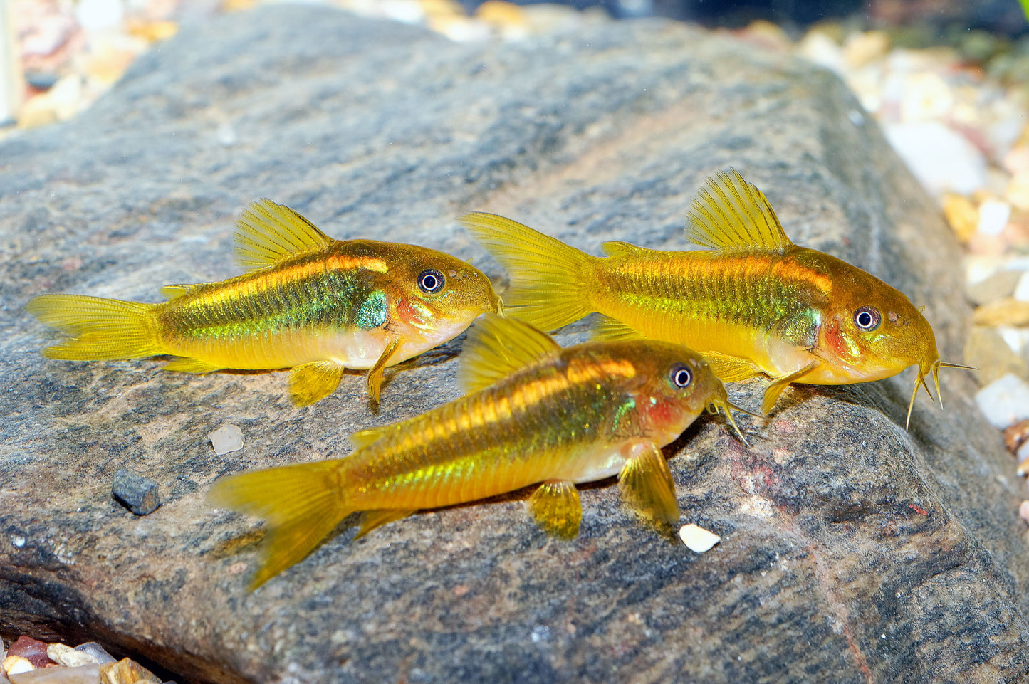 Gold Laser Corydoras (Tank-Bred)