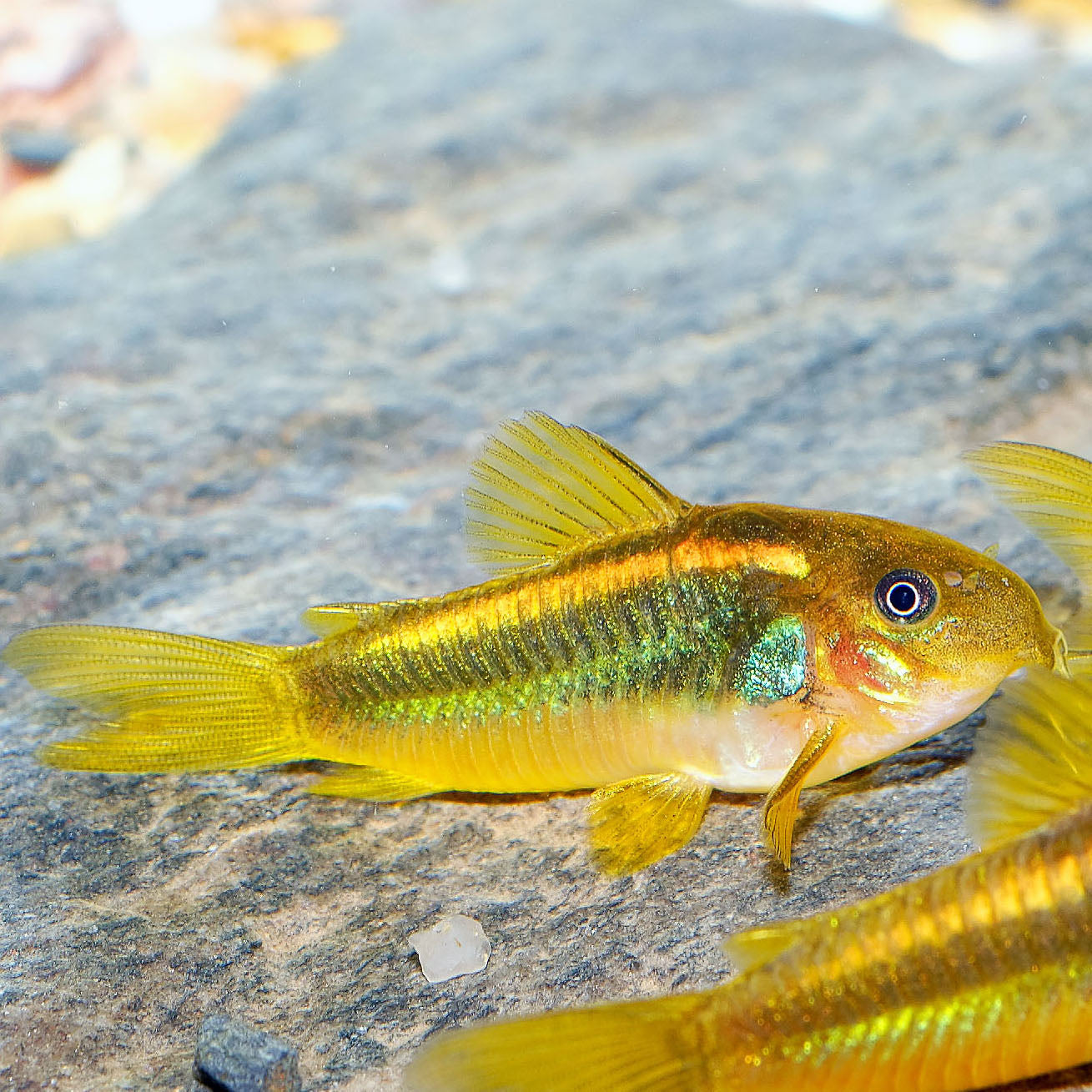 Gold Laser Corydoras (Tank-Bred)