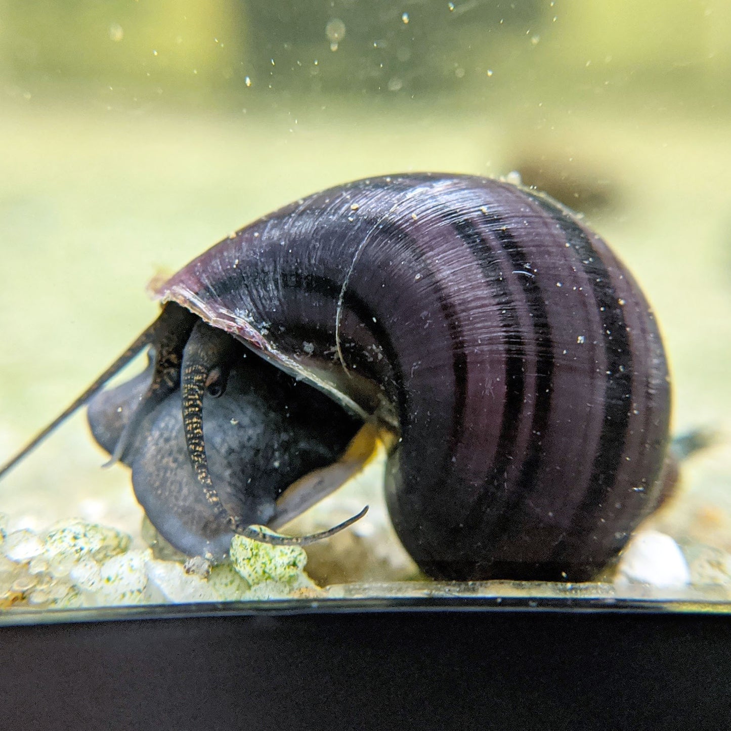 Purple Mystery Snail