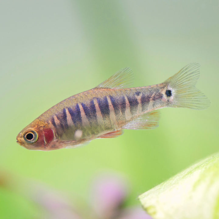 Mini Rasboras Colorful Rasboras for Sale | Nano-Friendly & Tank-Bred Beauties