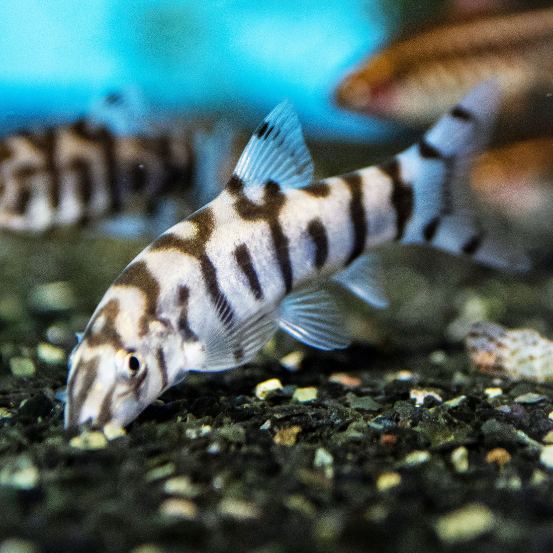 Yoyo Loach Nano FIsh Shrimpy Business